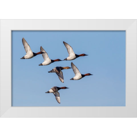 Canvasback flock-courtship flight White Modern Wood Framed Art Print by Archer, Ken