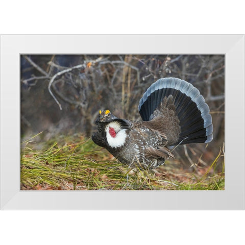 Dusky grouse-courtship display White Modern Wood Framed Art Print by Archer, Ken