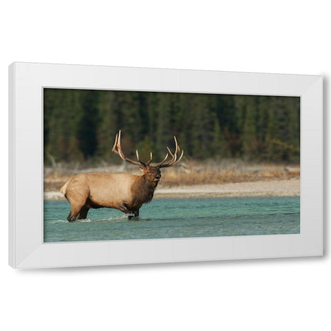 Bull elk bugling White Modern Wood Framed Art Print by Archer, Ken