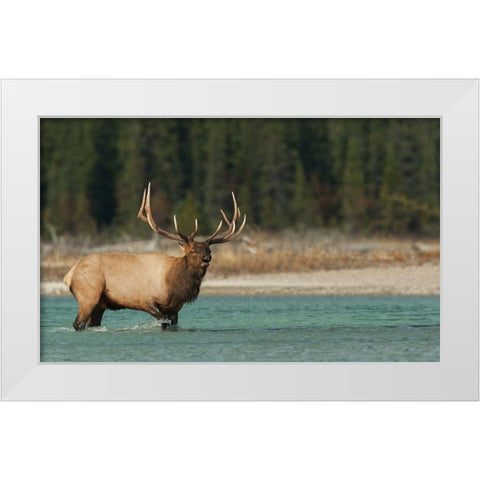Bull elk bugling White Modern Wood Framed Art Print by Archer, Ken