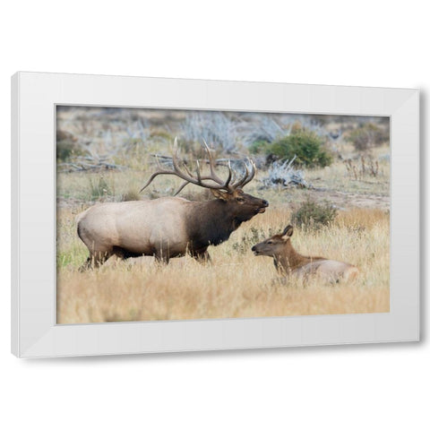 Bull elk patrolling White Modern Wood Framed Art Print by Archer, Ken