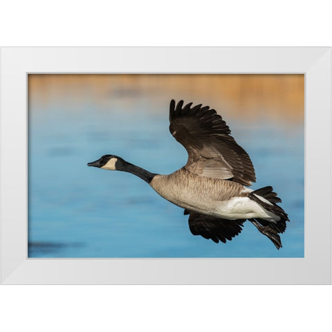 Greater Canada goose White Modern Wood Framed Art Print by Archer, Ken