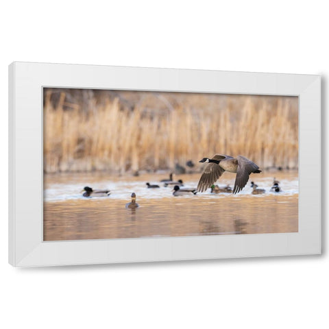 Canada goose taking flight White Modern Wood Framed Art Print by Archer, Ken