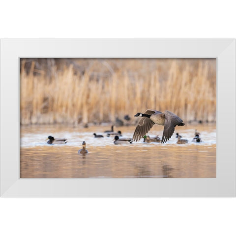 Canada goose taking flight White Modern Wood Framed Art Print by Archer, Ken