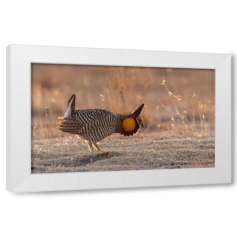 Greater prairie chickens-courtship display White Modern Wood Framed Art Print by Archer, Ken