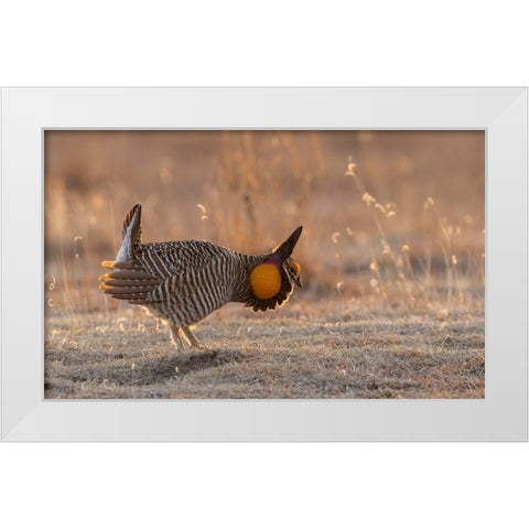 Greater prairie chickens-courtship display White Modern Wood Framed Art Print by Archer, Ken