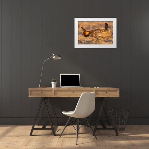 Greater prairie chickens-courtship display White Modern Wood Framed Art Print by Archer, Ken