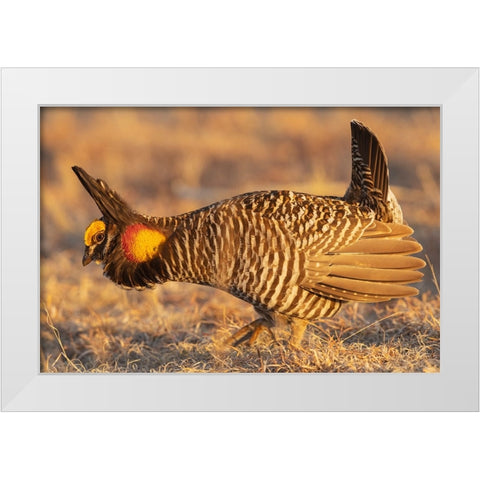 Greater prairie chickens-courtship display White Modern Wood Framed Art Print by Archer, Ken