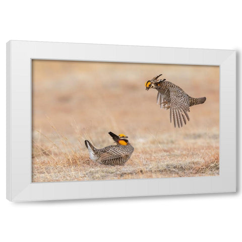 Greater prairie chickens-dominance dispute White Modern Wood Framed Art Print by Archer, Ken