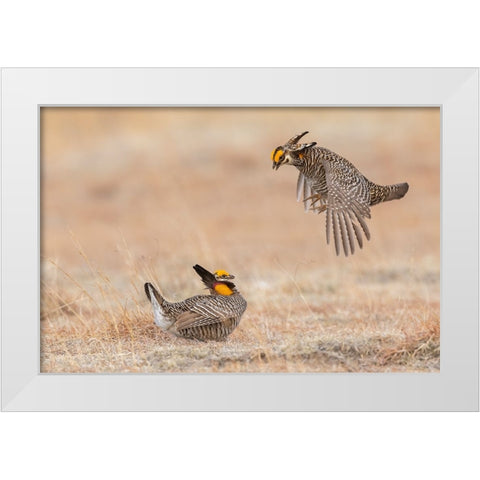 Greater prairie chickens-dominance dispute White Modern Wood Framed Art Print by Archer, Ken