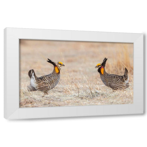 Greater prairie chickens-competing males White Modern Wood Framed Art Print by Archer, Ken