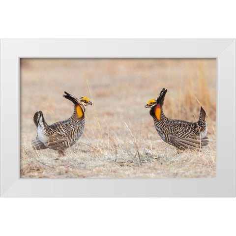 Greater prairie chickens-competing males White Modern Wood Framed Art Print by Archer, Ken