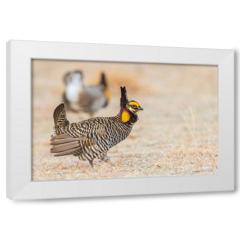 Greater prairie chickens-competing males White Modern Wood Framed Art Print by Archer, Ken