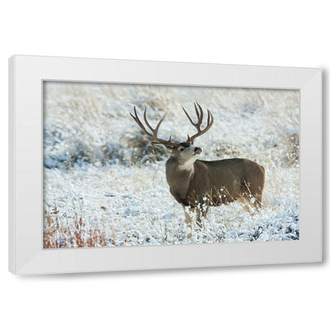 Mule Deer Buck White Modern Wood Framed Art Print by Archer, Ken