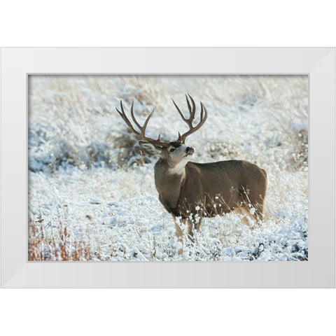 Mule Deer Buck White Modern Wood Framed Art Print by Archer, Ken
