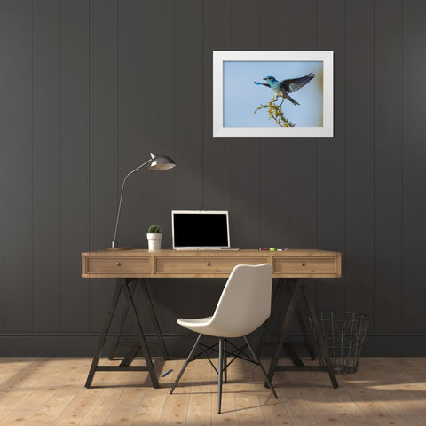 Mountain bluebird alighting White Modern Wood Framed Art Print by Archer, Ken