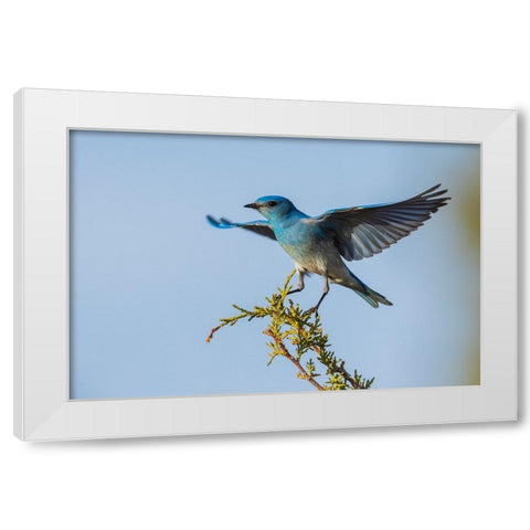 Mountain bluebird alighting White Modern Wood Framed Art Print by Archer, Ken