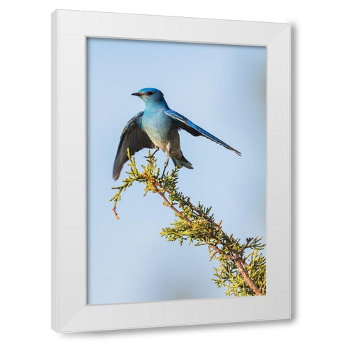 Mountain bluebird White Modern Wood Framed Art Print by Archer, Ken
