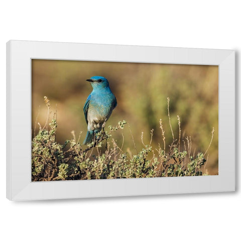 Male mountain bluebird White Modern Wood Framed Art Print by Archer, Ken