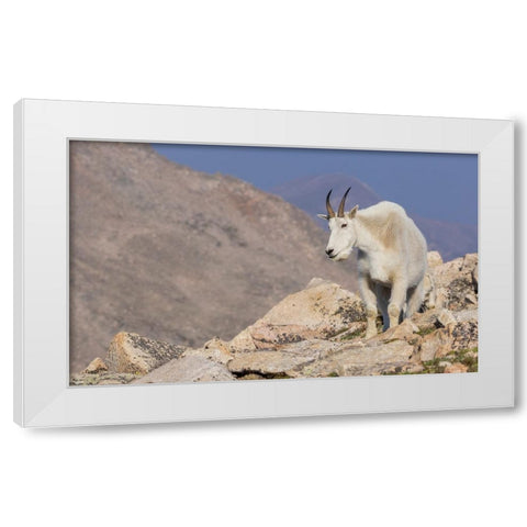 Mountain goat billy White Modern Wood Framed Art Print by Archer, Ken