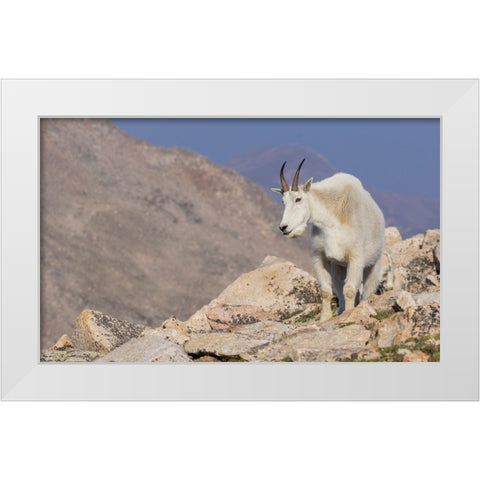 Mountain goat billy White Modern Wood Framed Art Print by Archer, Ken