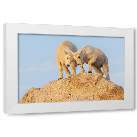 Mountain goat kids playing White Modern Wood Framed Art Print by Archer, Ken