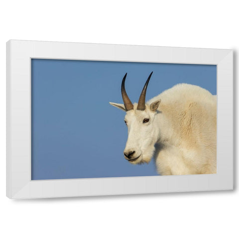 Mountain goat billy White Modern Wood Framed Art Print by Archer, Ken