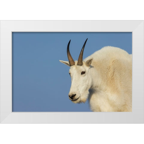 Mountain goat billy White Modern Wood Framed Art Print by Archer, Ken