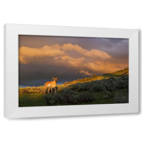 Pronghorn-clearing thunderstorm White Modern Wood Framed Art Print by Archer, Ken