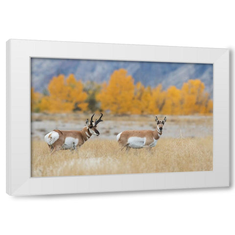 Pronghorn pair White Modern Wood Framed Art Print by Archer, Ken