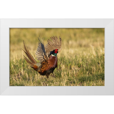 Ring-necked pheasant-courtship display White Modern Wood Framed Art Print by Archer, Ken