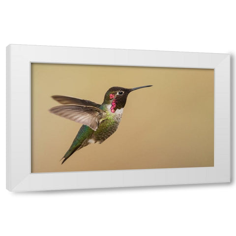 Male annas hummingbird White Modern Wood Framed Art Print by Archer, Ken