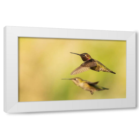 Annas hummingbird pair White Modern Wood Framed Art Print by Archer, Ken