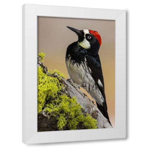 Acorn woodpecker White Modern Wood Framed Art Print by Archer, Ken
