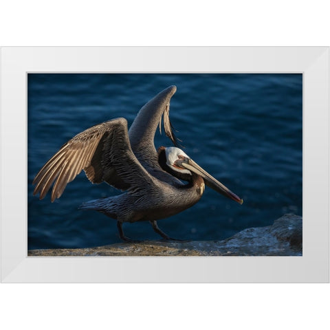 Brown pelican White Modern Wood Framed Art Print by Archer, Ken