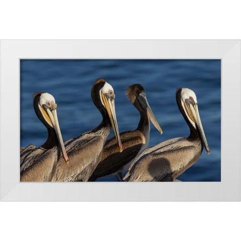 Brown pelican White Modern Wood Framed Art Print by Archer, Ken