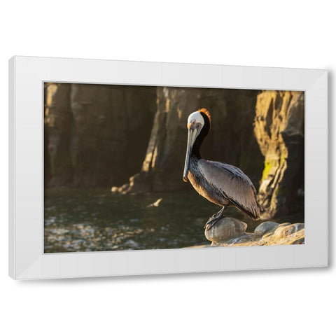 Brown pelican at first light White Modern Wood Framed Art Print by Archer, Ken