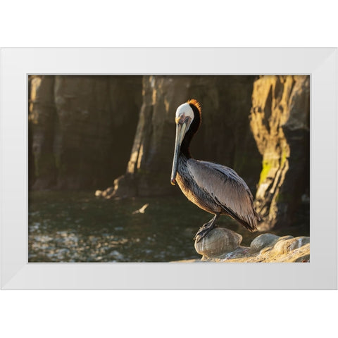 Brown pelican at first light White Modern Wood Framed Art Print by Archer, Ken