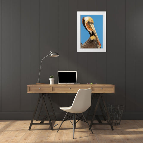 Brown pelican White Modern Wood Framed Art Print by Archer, Ken