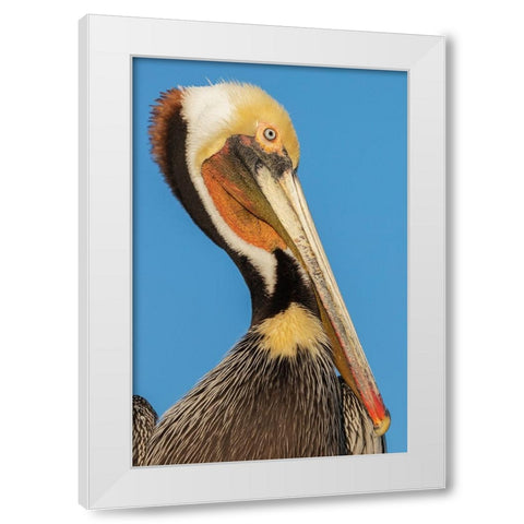Brown pelican White Modern Wood Framed Art Print by Archer, Ken