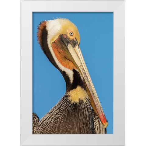 Brown pelican White Modern Wood Framed Art Print by Archer, Ken