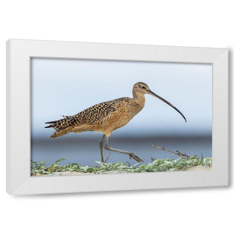 Long-billed curlews at the beach White Modern Wood Framed Art Print by Archer, Ken