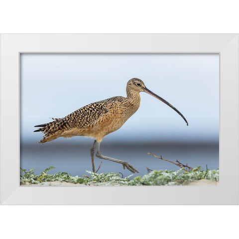 Long-billed curlews at the beach White Modern Wood Framed Art Print by Archer, Ken