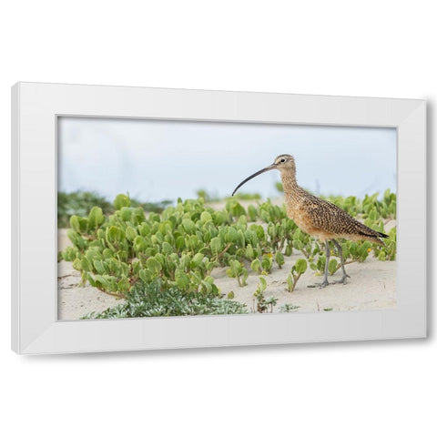 Long-billed curlew at the beach White Modern Wood Framed Art Print by Archer, Ken