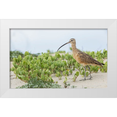 Long-billed curlew at the beach White Modern Wood Framed Art Print by Archer, Ken