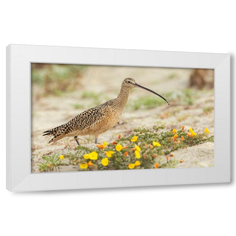 Long-billed curlew at the beach White Modern Wood Framed Art Print by Archer, Ken