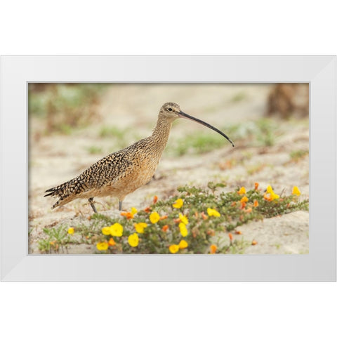Long-billed curlew at the beach White Modern Wood Framed Art Print by Archer, Ken