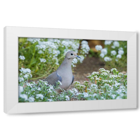 Mourning dove White Modern Wood Framed Art Print by Archer, Ken