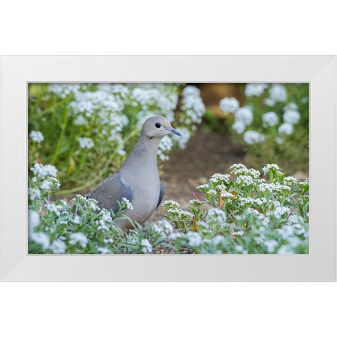 Mourning dove White Modern Wood Framed Art Print by Archer, Ken