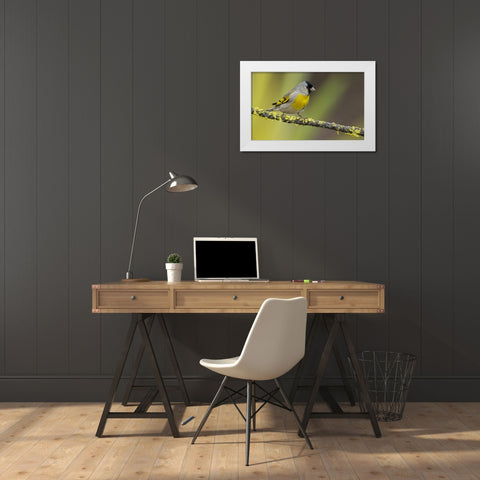 Lawrences goldfinch White Modern Wood Framed Art Print by Archer, Ken